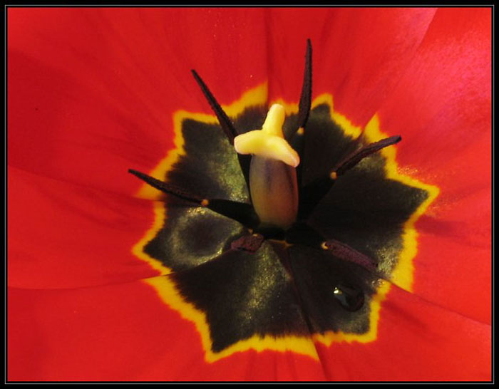 Uvnitř tulipánu