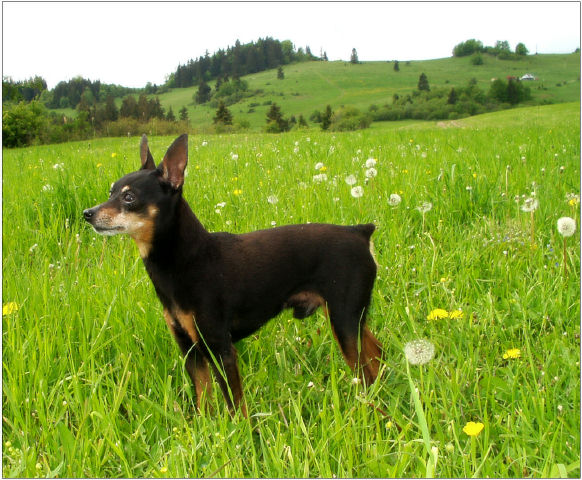 MY DOG