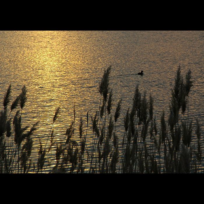 tam před vodou v rákosí