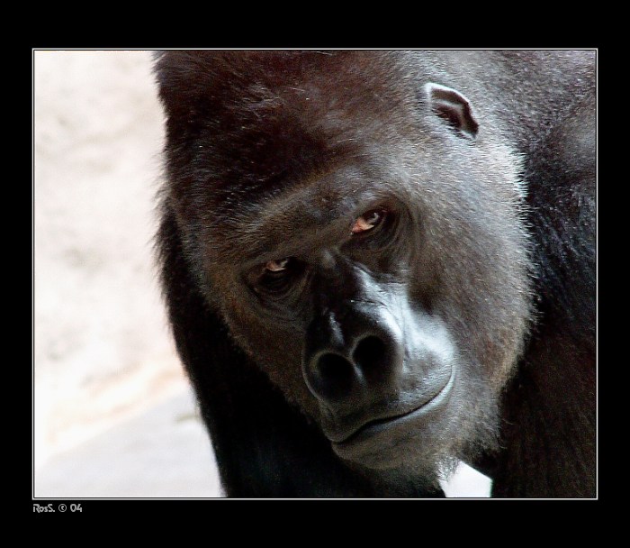 <b><i>... já ti dám - ptáček.sem asi blbej nebo co?...</i></b>