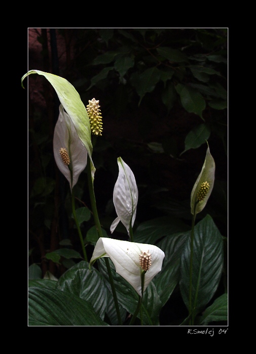 Dotkni se mě, kouzlo.....