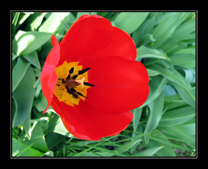 Tulipán