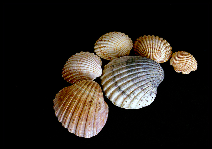 Jenom mušličky
