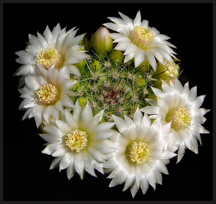 muj první kvetoucí ježek........