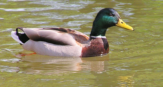 Pan Kačer