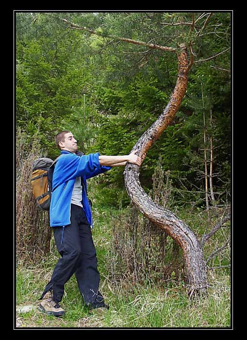 Ohýbač stromov