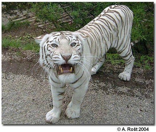 návštěva v ZOO