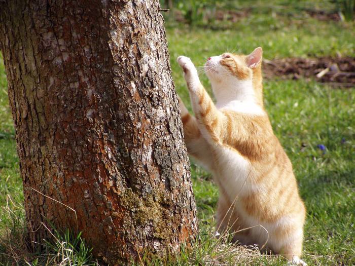 ..::Hop na strom::..