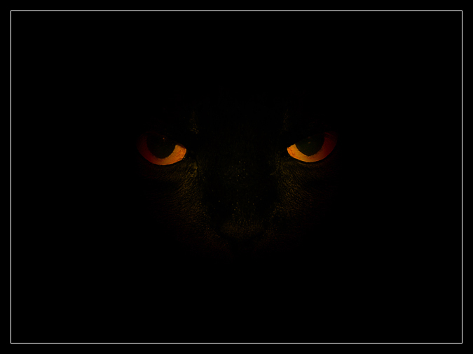 Devil Tomcat