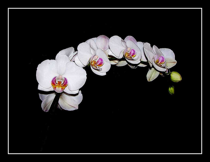 Orchidej