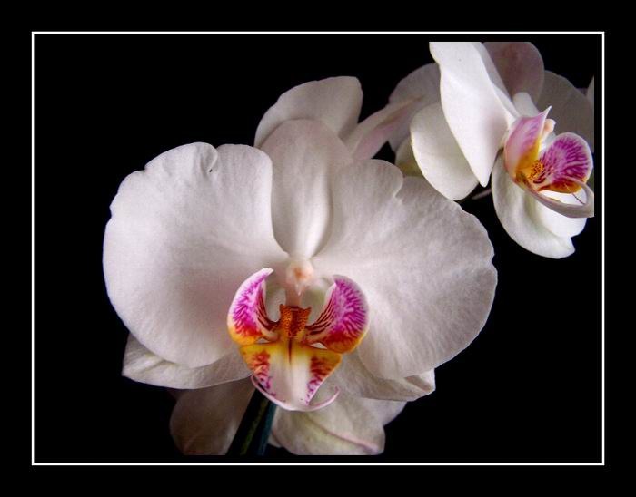 Orchidej II.