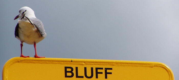 Bluff