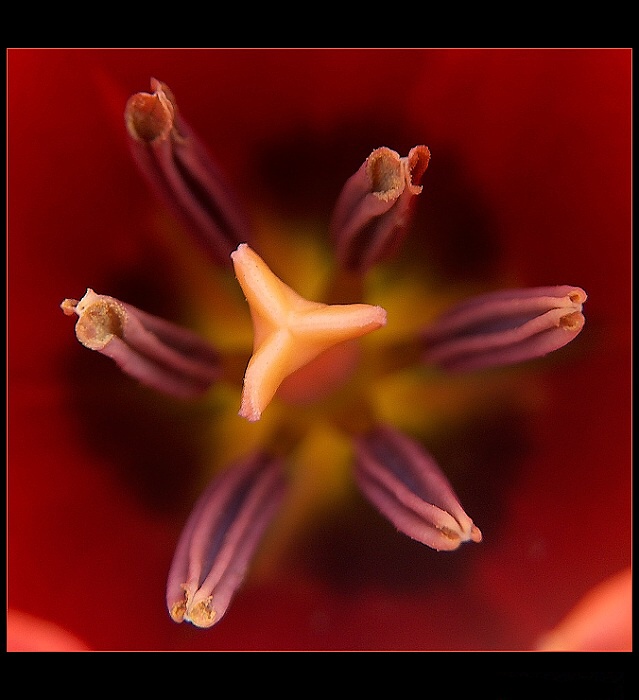 tulipán