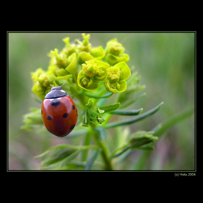 <b>... Lienka ...</b><br>
