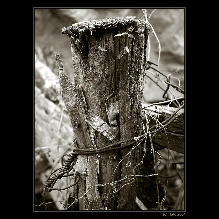 <b>... Starý plot ...</b><br>