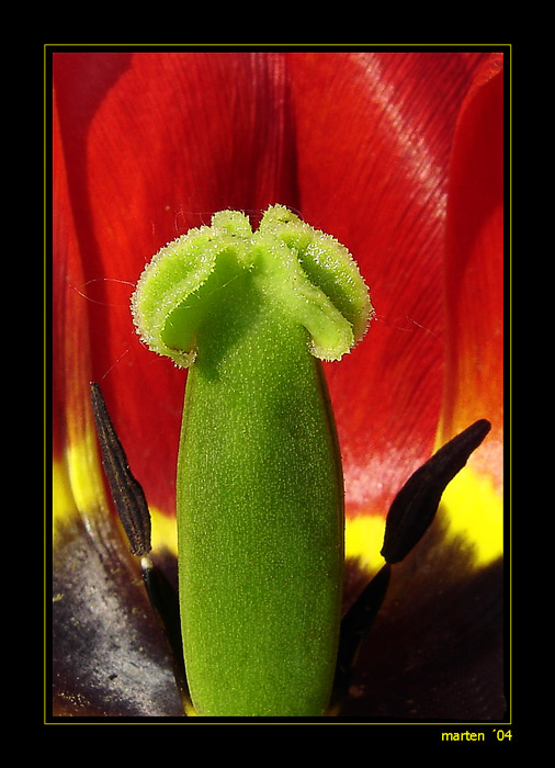 ::: colors of tulip :::
