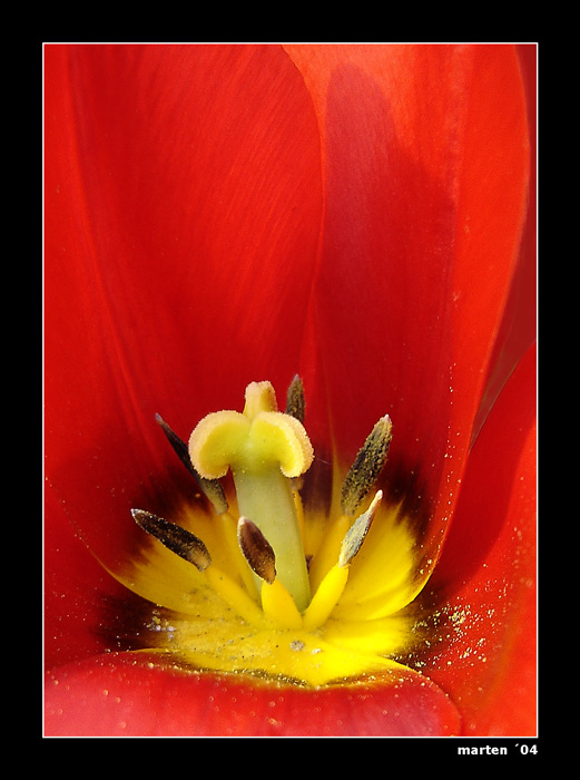 <b>crown of tulip</b>