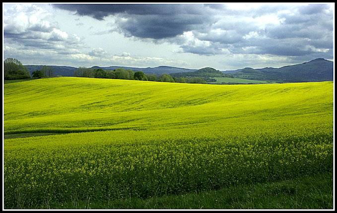 Žlutá