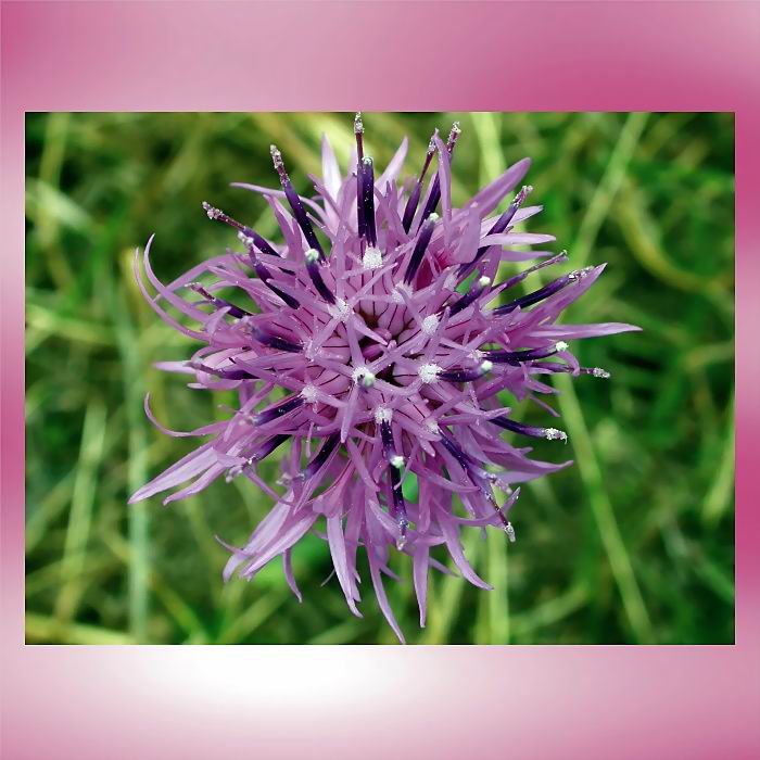 Starry flower