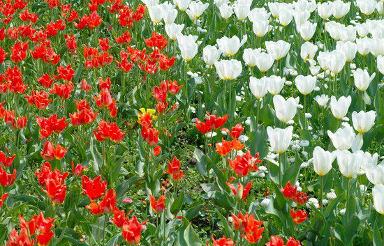 Tulipany
