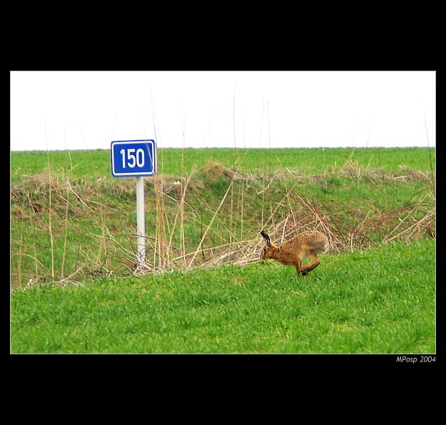... z kvalifikace na OH 2004