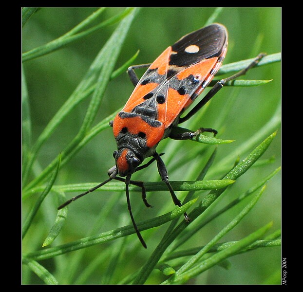 Ploštička pestrá (Lygaeus equestris)