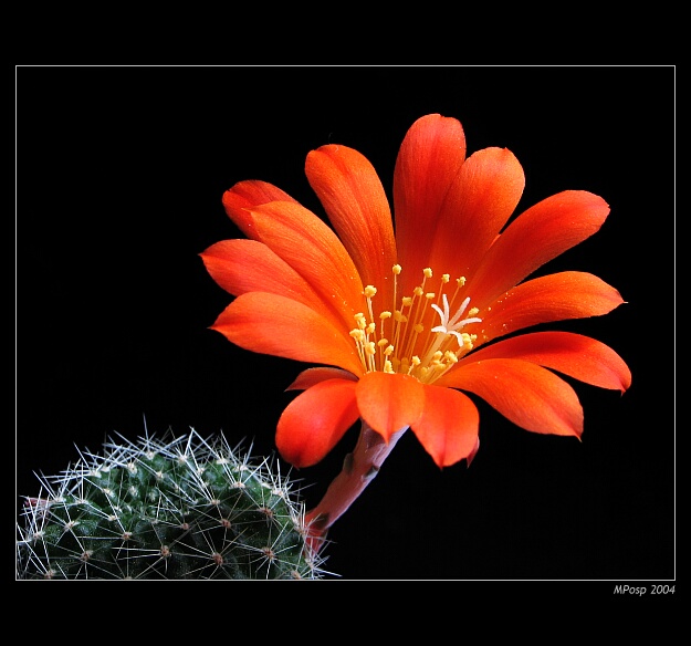 Rebutia