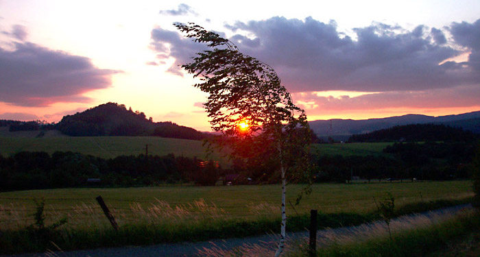 břízka