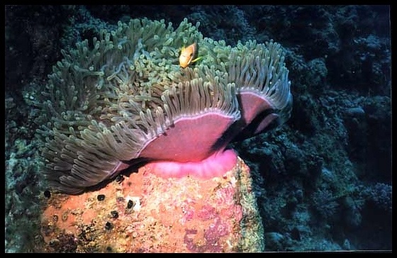 Hledá se Nemo !