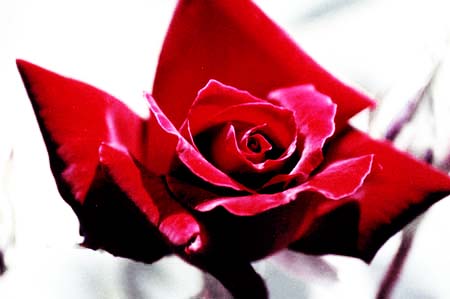 rose