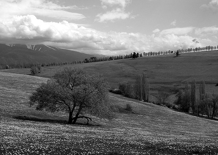 BW TREE