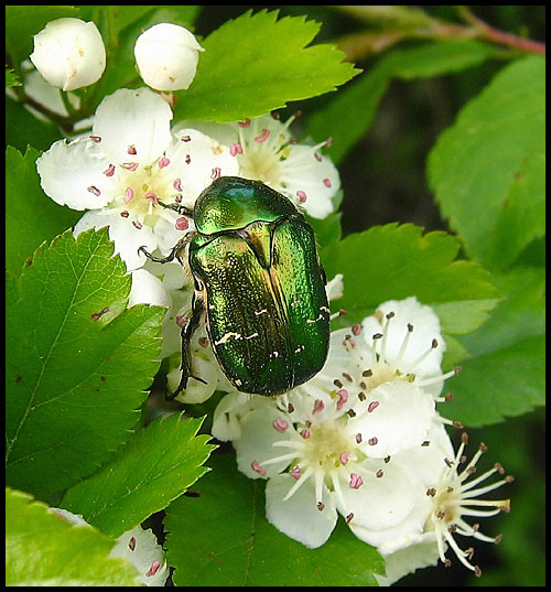 beetle