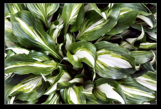 Green-white
