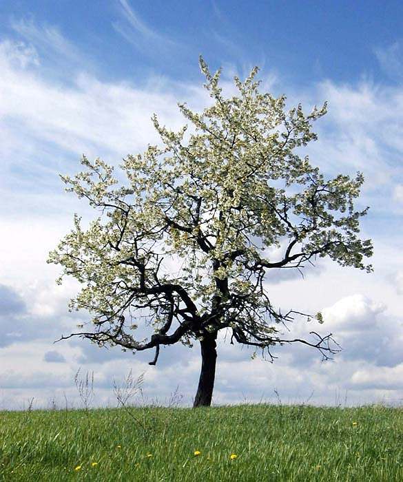 třešnička