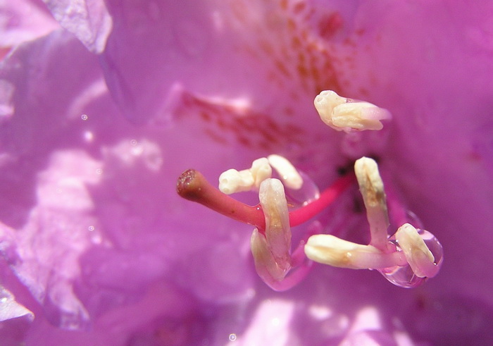 Rododendron