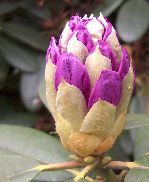 Rododendron - Už můžu ven?