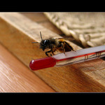 <b> :: let it bee ::</b>