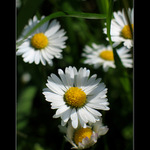 <b> :: seven :: </b>