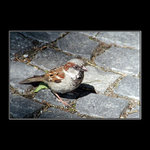 ...foto do obcianky...