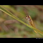 <b> - A H O J - </b>