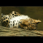 Siesta :-)