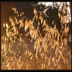 Západ slunce na louce