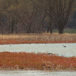 Klid v zátoce ptáků