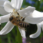 Ze života hmyzu IV.