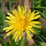 Vcera vecer u lesa...