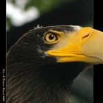 KOCOUŘÍ PTÁKOVKA - POZOR NA OČI ! ! !