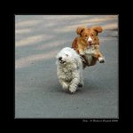 <B>JEŠTĚ PSÍ CHLUP A MÁM TĚ...</B>