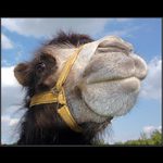 <B>NĚCO HRBATÉHO OD KOCOURA</B>