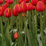 Počkejte až vás dorostu!