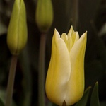 Vyrazte do Pruhonic! ;-)